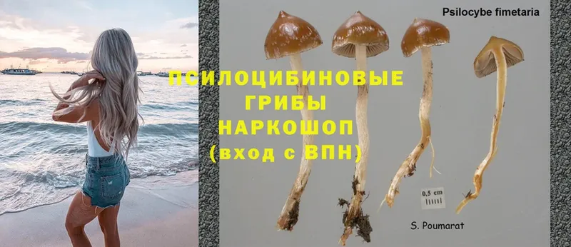 закладки  Дедовск  Псилоцибиновые грибы Cubensis 